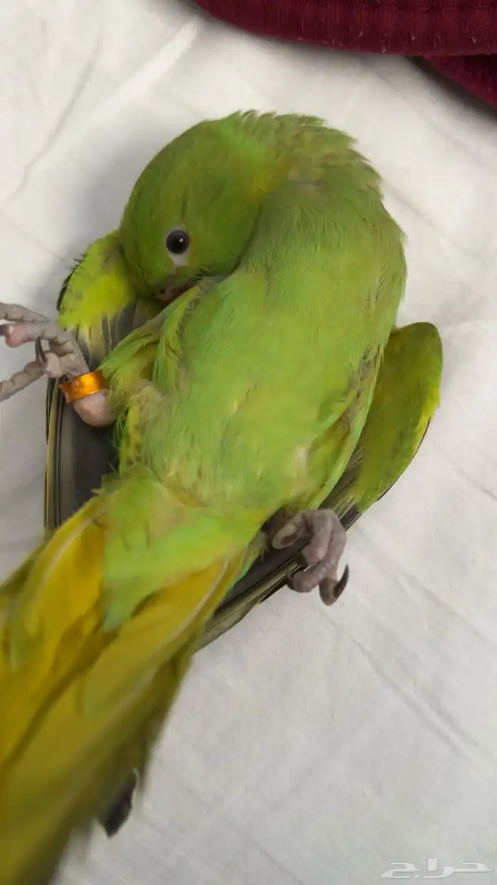 ببغاء طير درة هندي ضاع حي السعادة عليه حجل بني 0