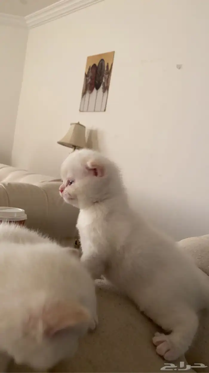 اناث سكوتش 0