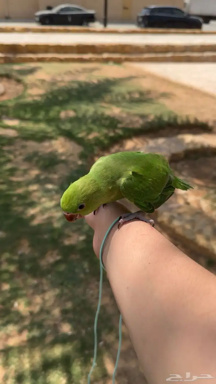 ببغاء طير درة هندي ضاع حي السعادة عليه حجل بني 1