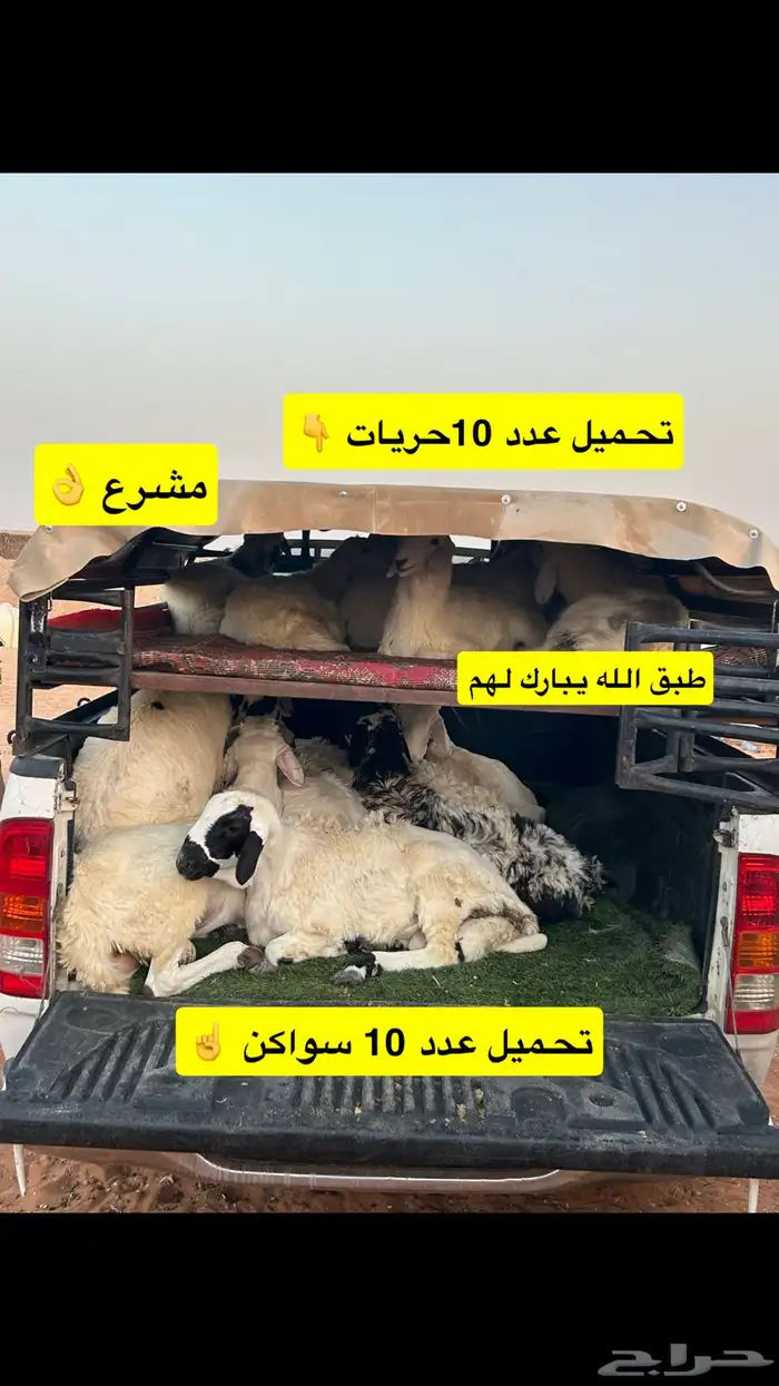 نقل حلال ابوتركي المزاحميه 10