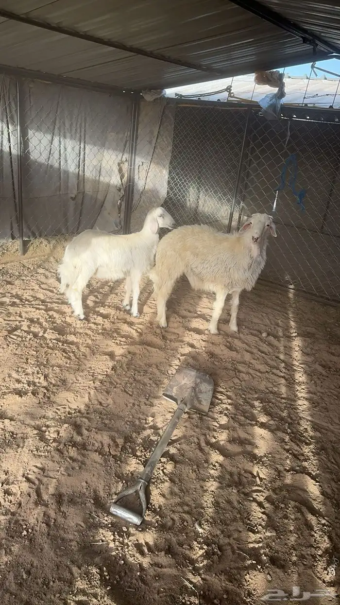 خروفين صفر بلدي 1