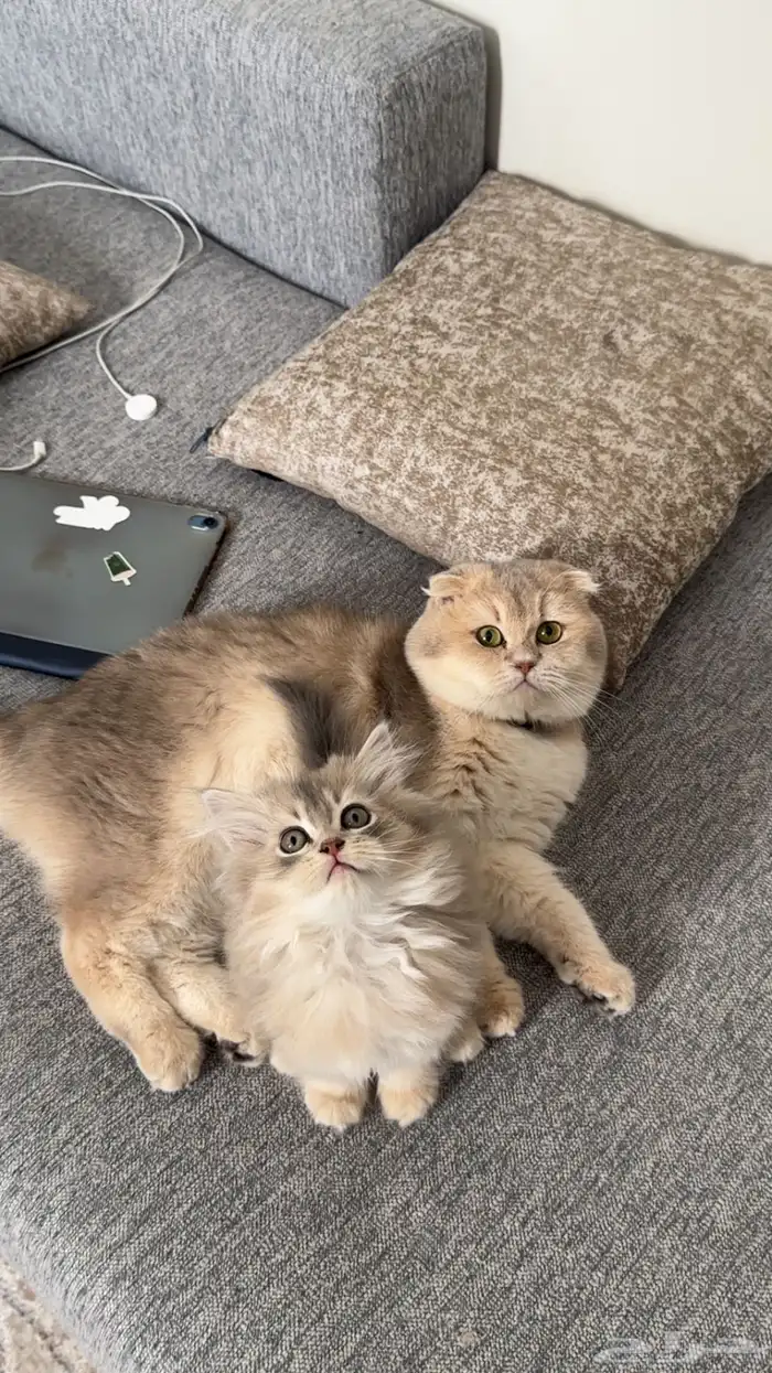 فندقة سكوتش فولد مستوى قوي جدا 1