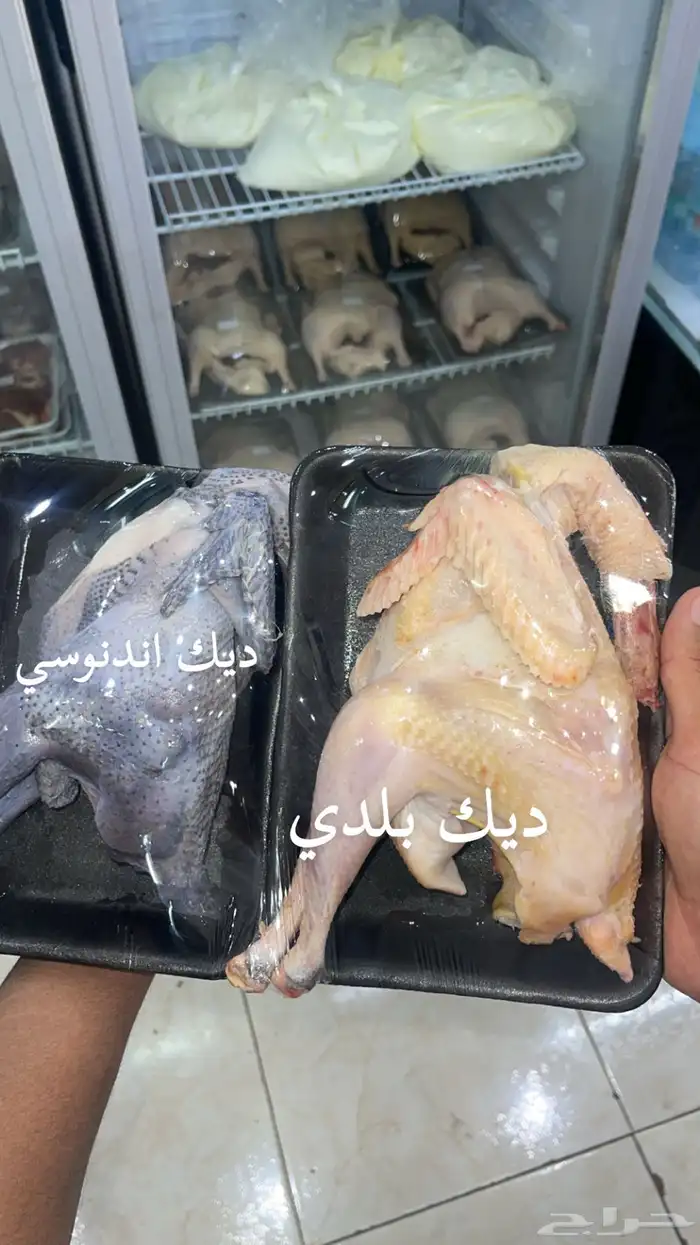 دواجن 0