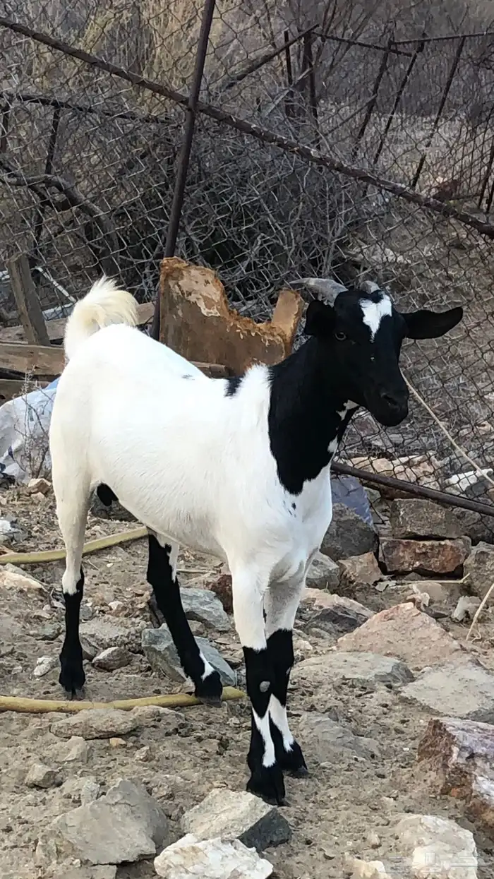 تيس ثني للبيع 1