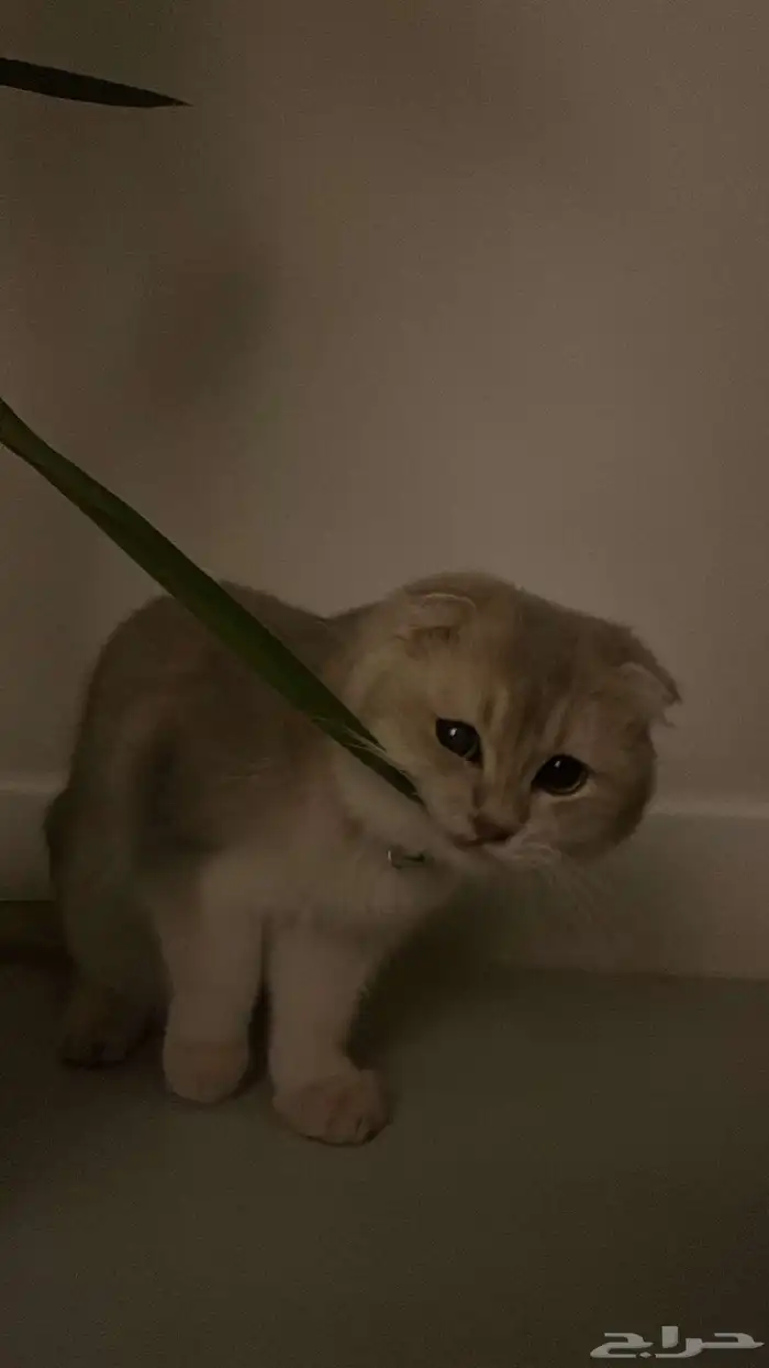 فندقة سكوتش فولد مستوى قوي جدا 4