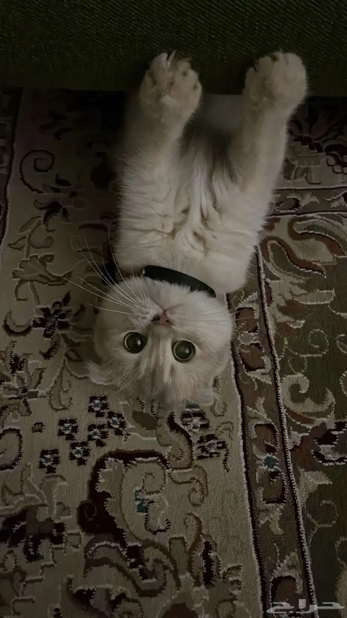 فندقة سكوتش فولد مستوى قوي جدا 3