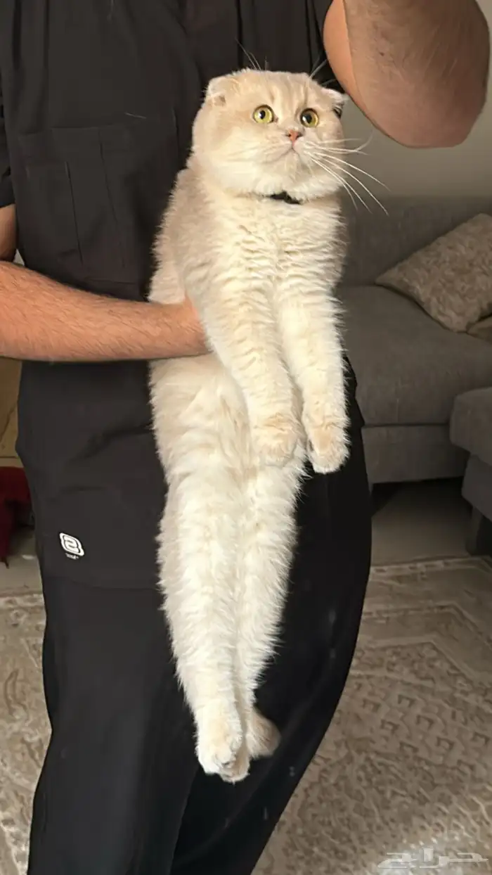 فندقة سكوتش فولد مستوى قوي جدا 11