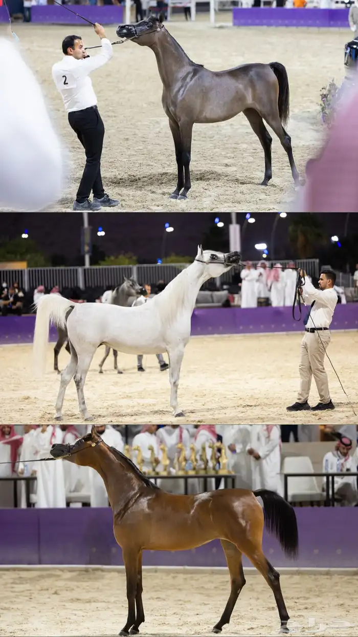 مصور خيل وبطولات 4