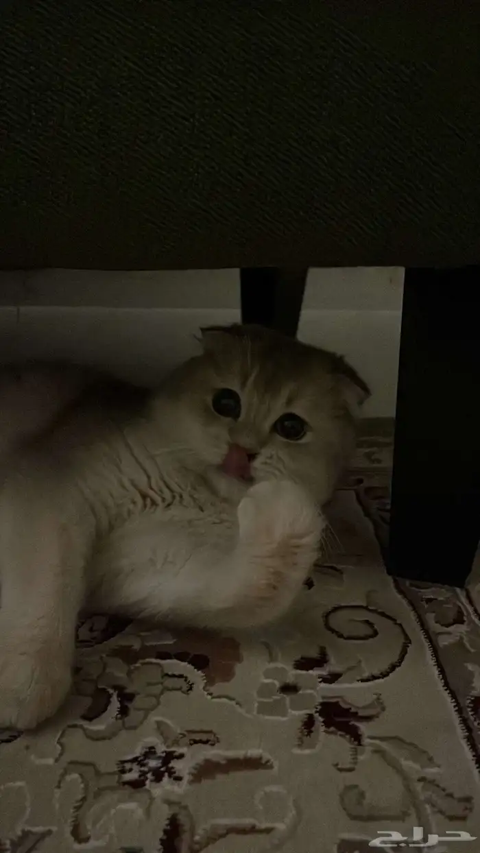 فندقة سكوتش فولد مستوى قوي جدا 5