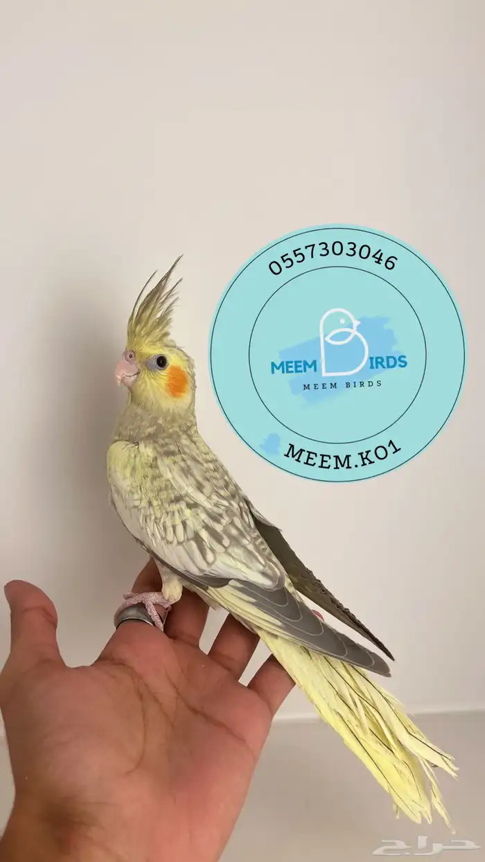 كروان اليف مع الصغير والكبير 1