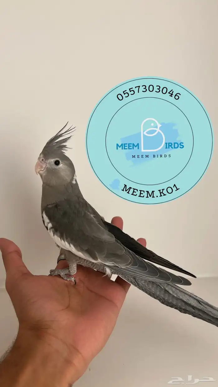 كروان اليف مع الصغير والكبير 2