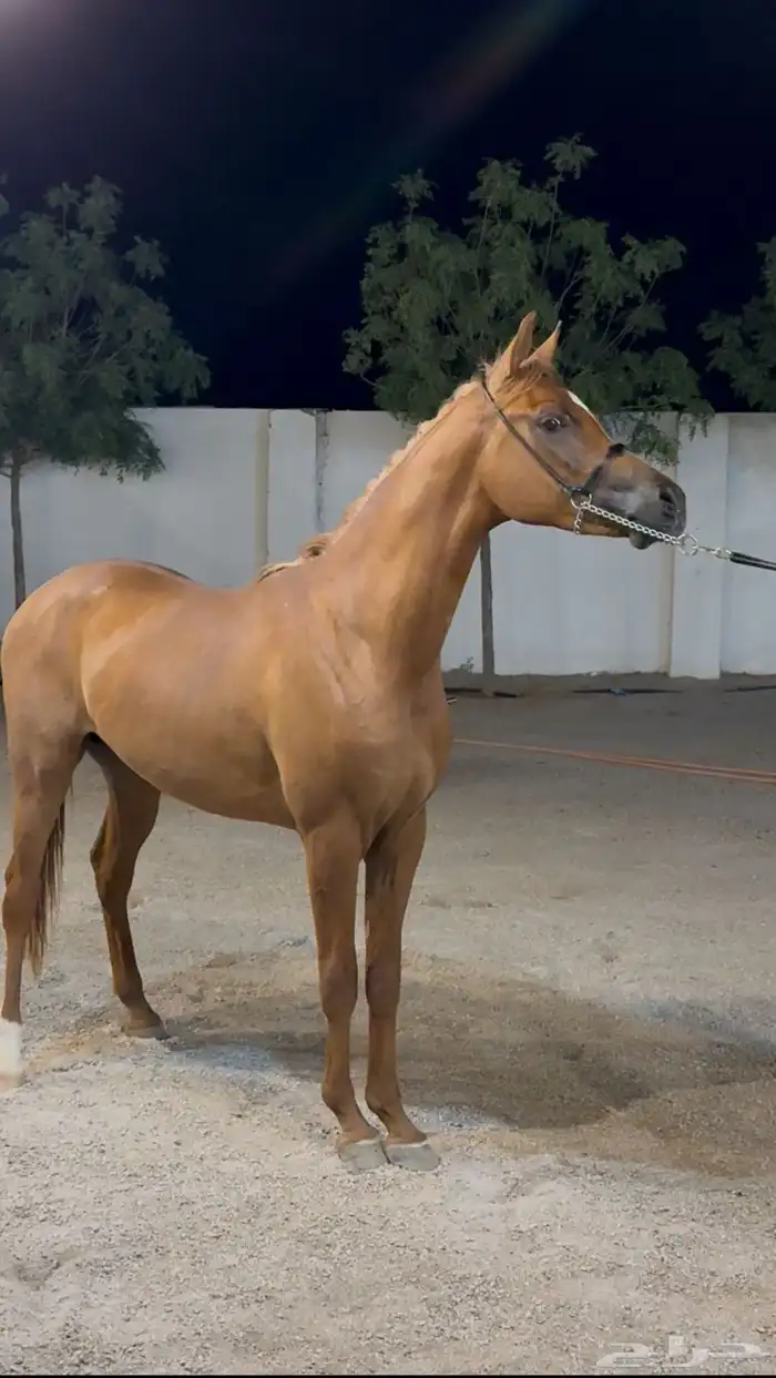 حصان 2
