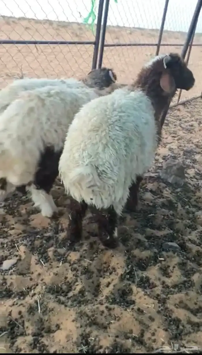 ضحايا خرفان غنم طليان ضحيه 1