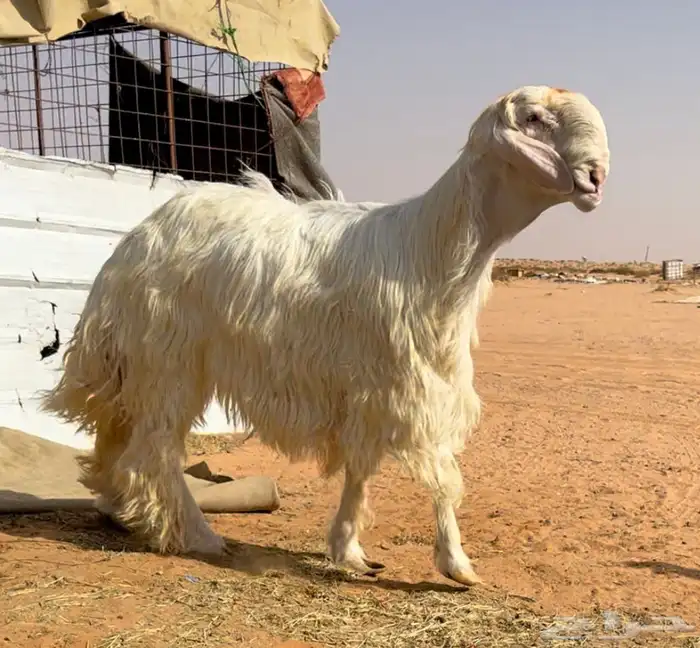 طلي عيسي خصم 0