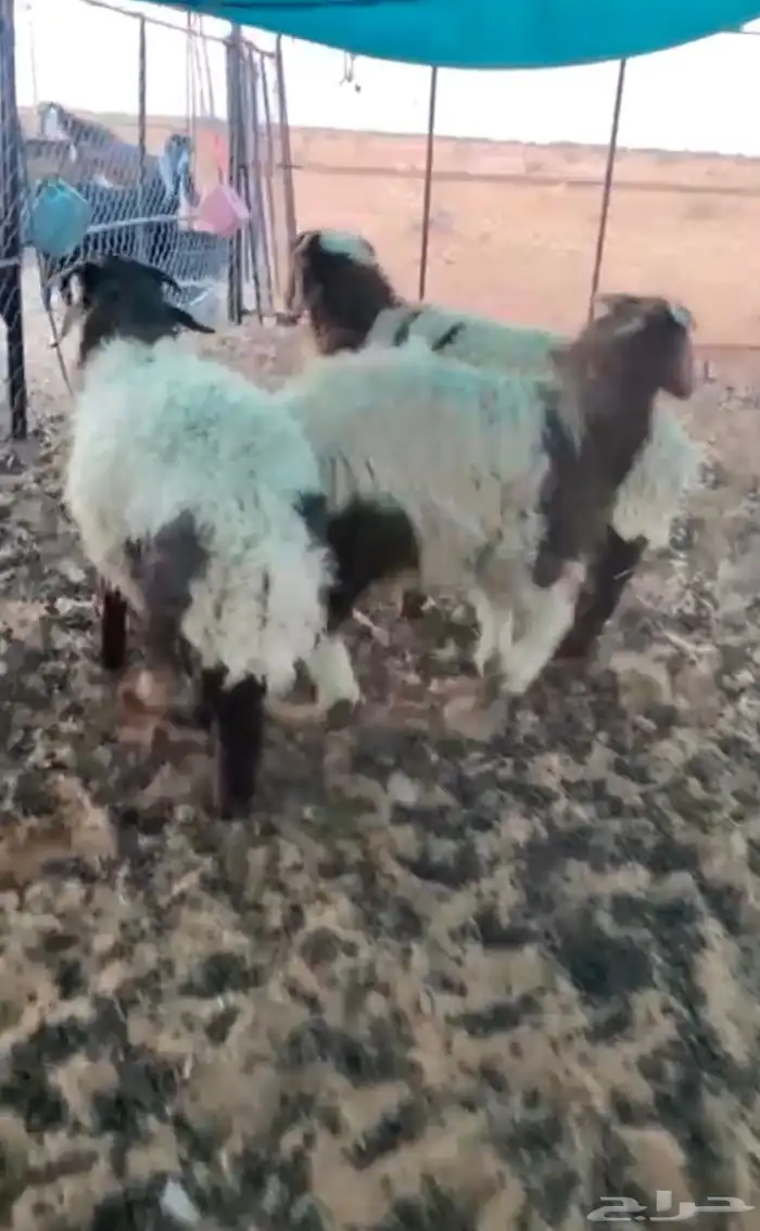 ضحايا خرفان غنم طليان ضحيه 2