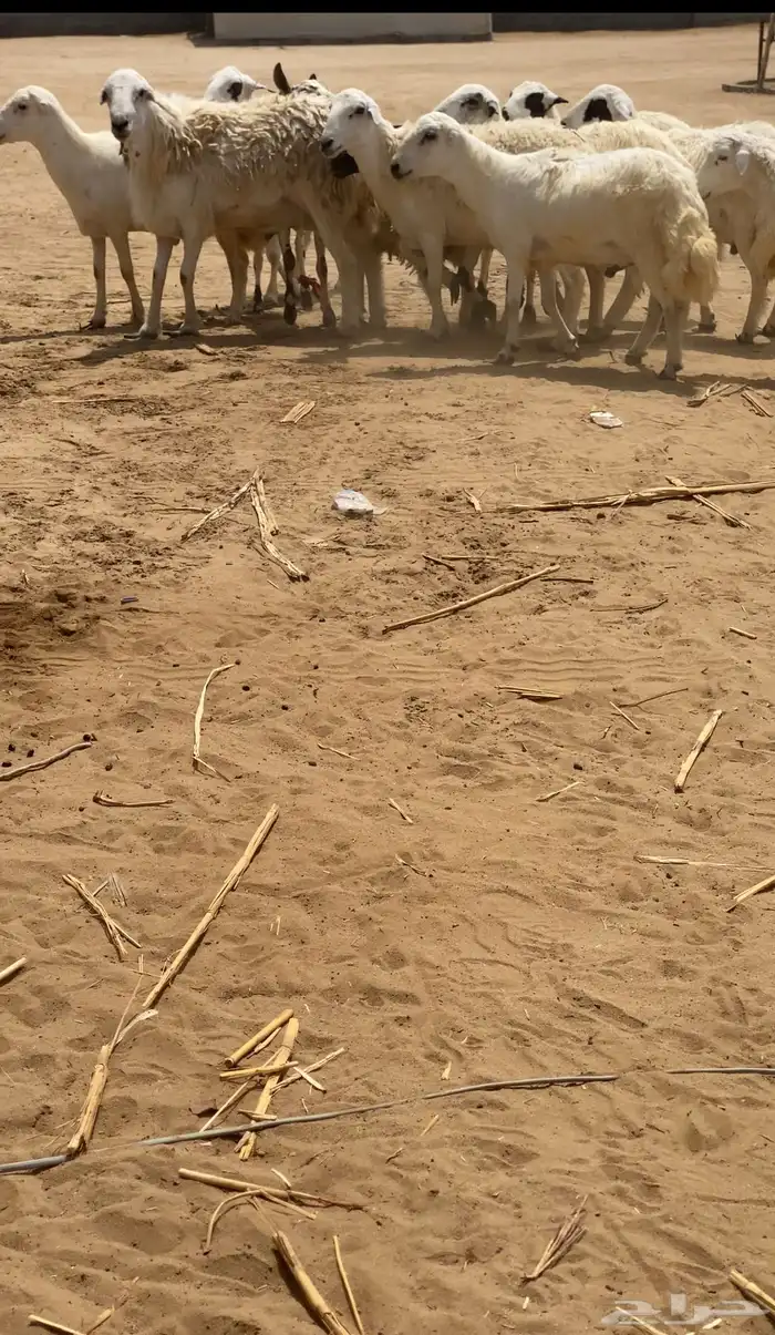 فران تضحي كلها مخاصي طريحها نظيف لا مكعبات ولا برسيم ترعى 0