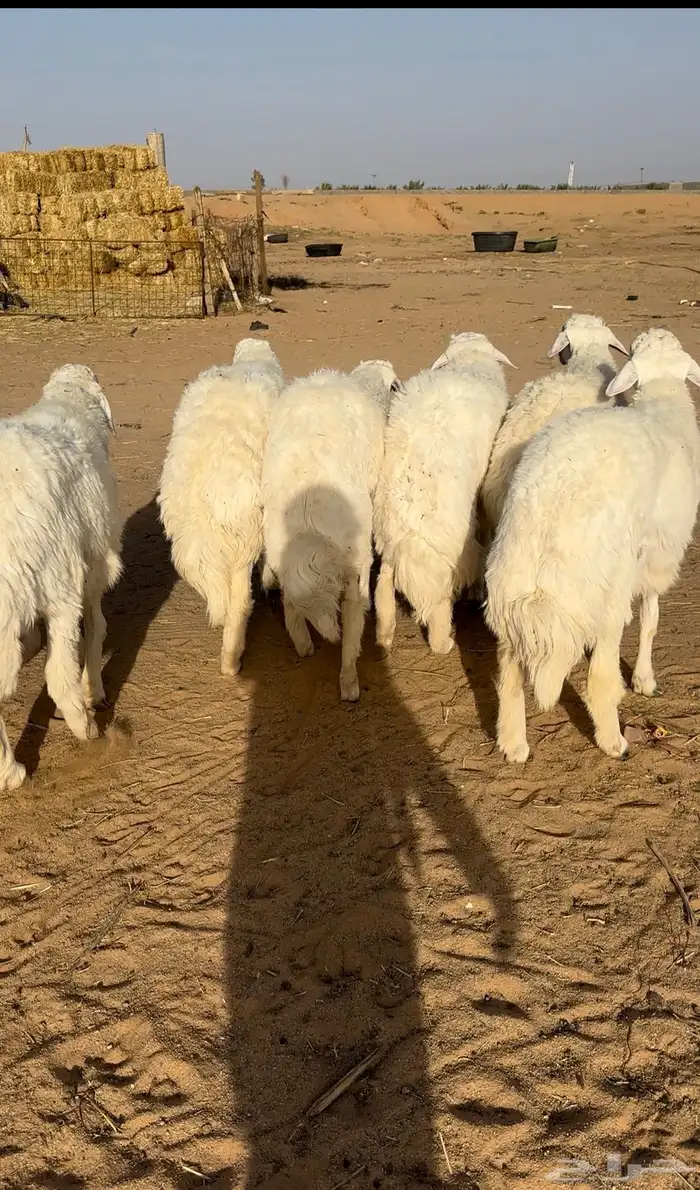 ضحايا جذعان فواخر ( تم البيع ) 3