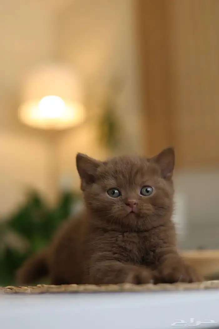 لعشاق التميز كتن سينمون ( تم البيع ) 2