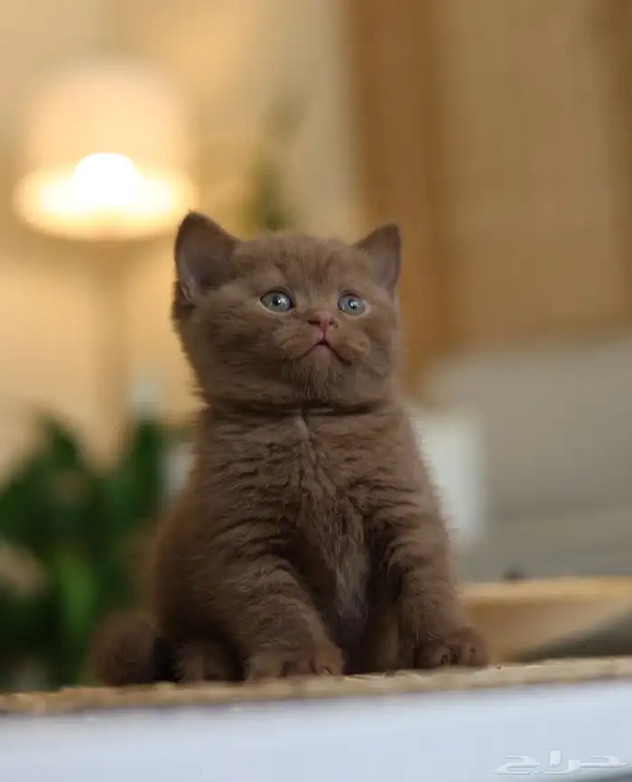 لعشاق التميز كتن سينمون ( تم البيع ) 0