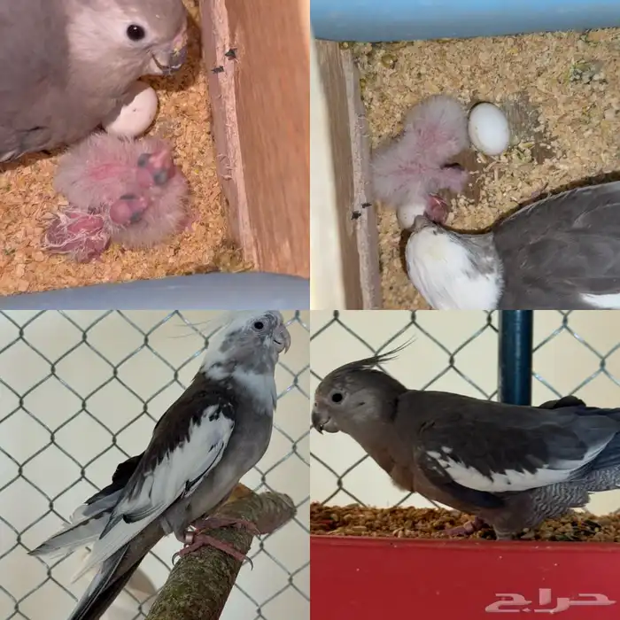 اربع ازواج كروان فواخر 2