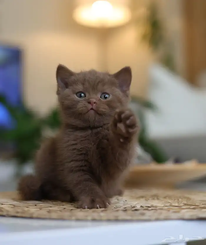 لعشاق التميز كتن سينمون ( تم البيع ) 1