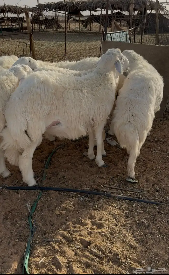 ضحايا جذعان فواخر ( تم البيع ) 1