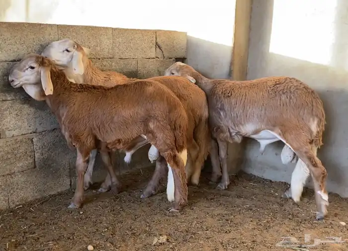 ضحايا ( تم البيع ) 4