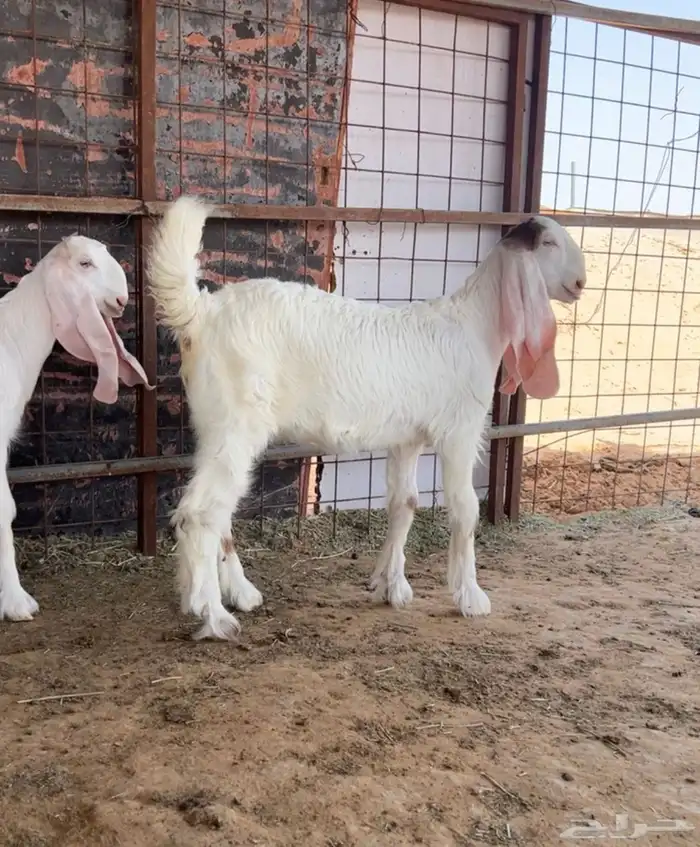 جفرات للبيع 1