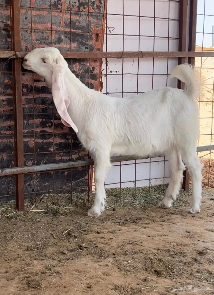 جفرات للبيع 0