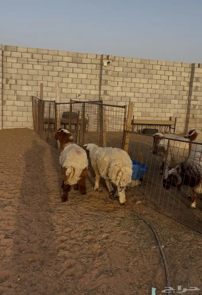 خرفان ضحايا جبره نعيمي 1