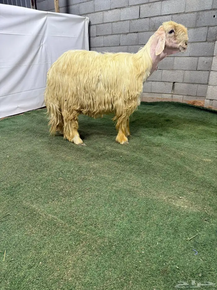 خروف نجدي ابيض 1