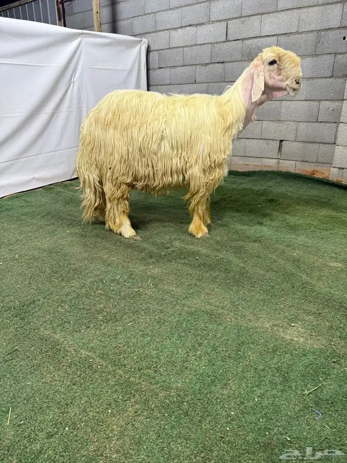 خروف نجدي ابيض 0