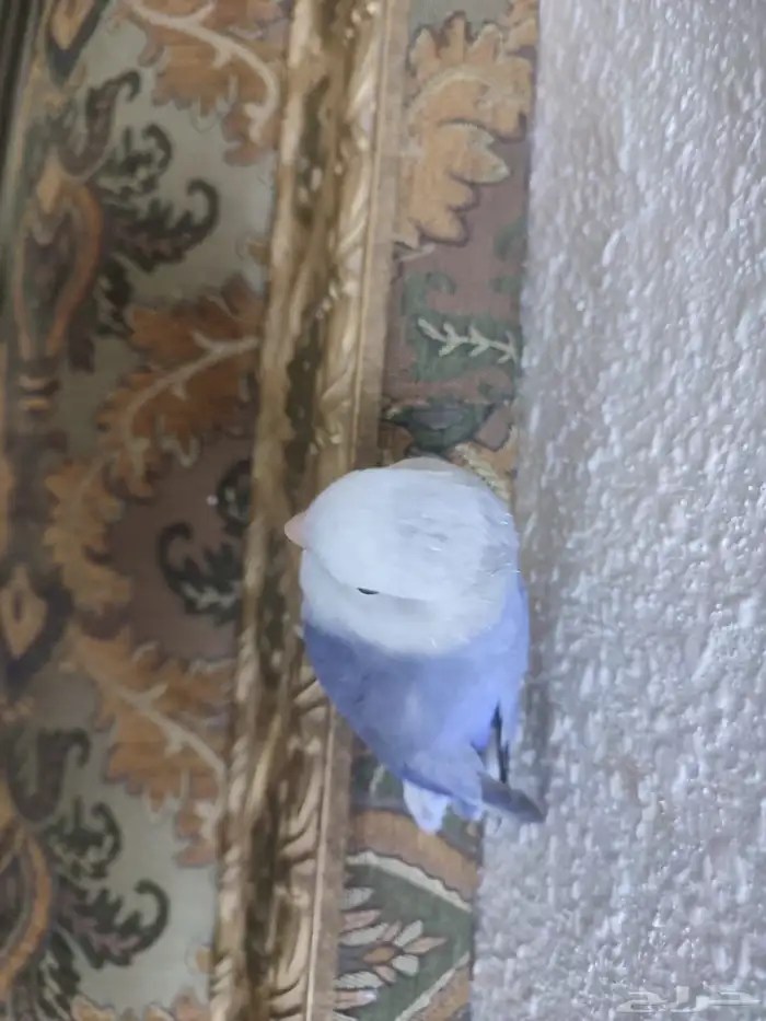 للبيع طير روز أليف(تم البيع ) 5