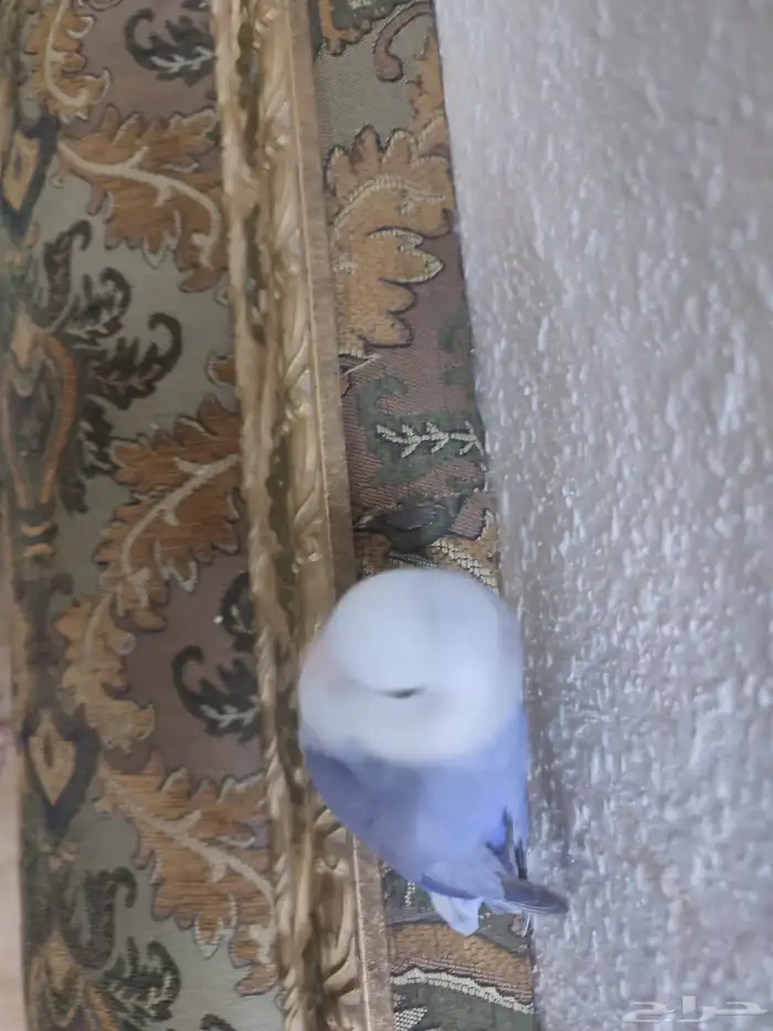 للبيع طير روز أليف(تم البيع ) 4