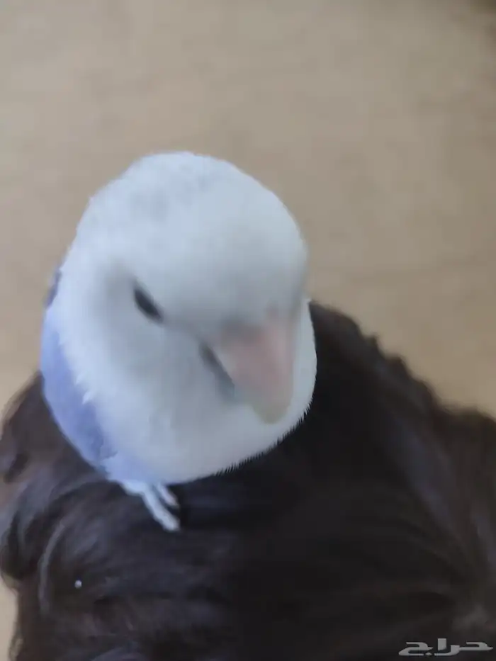 للبيع طير روز أليف(تم البيع ) 2