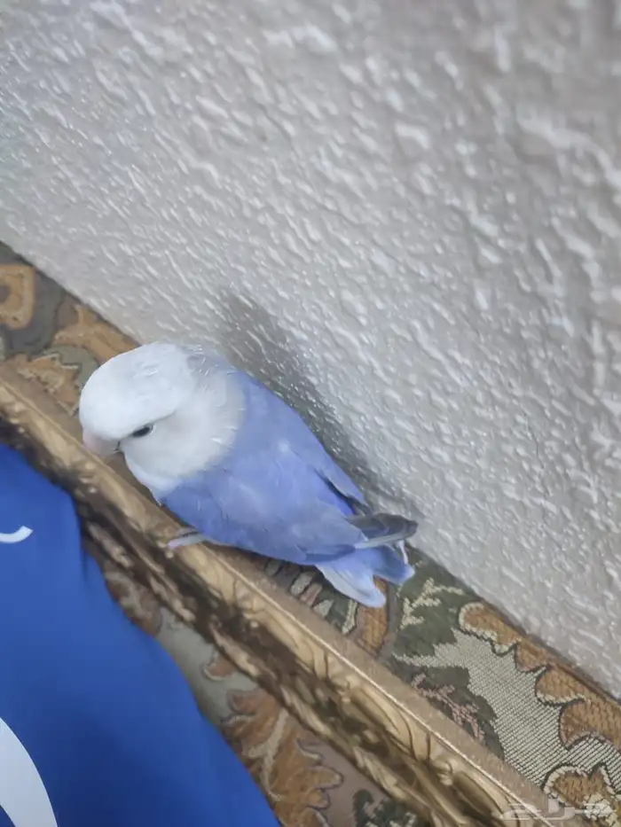 للبيع طير روز أليف(تم البيع ) 0