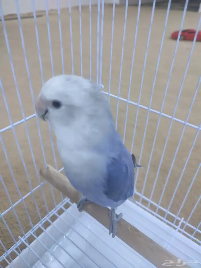 للبيع طير روز أليف(تم البيع ) 3