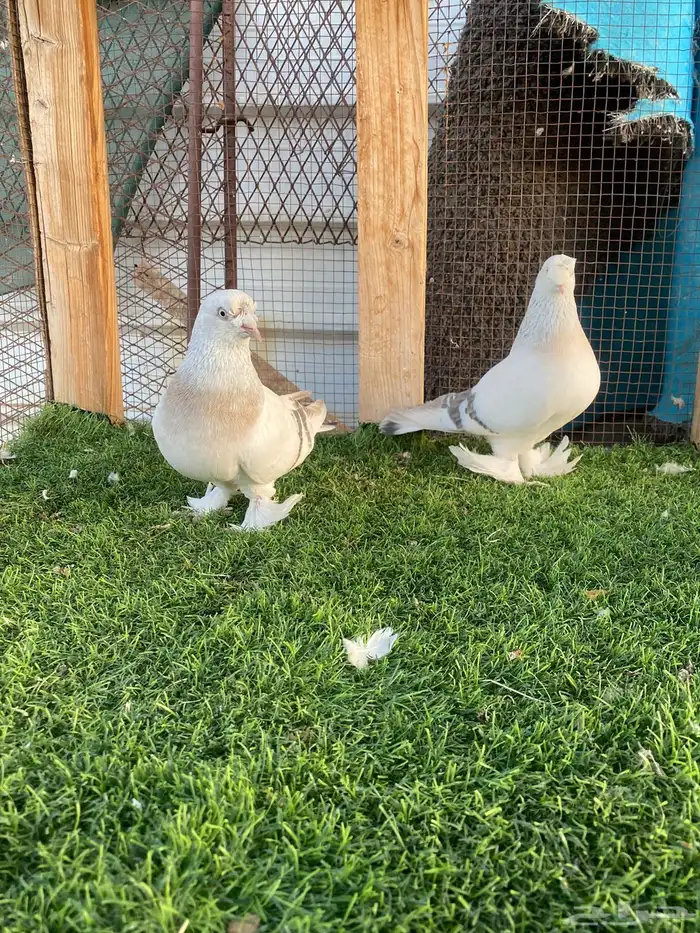 حمام تركي كرست تم البيع 2