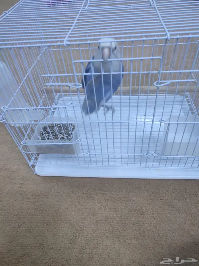 للبيع طير روز أليف(تم البيع ) 6