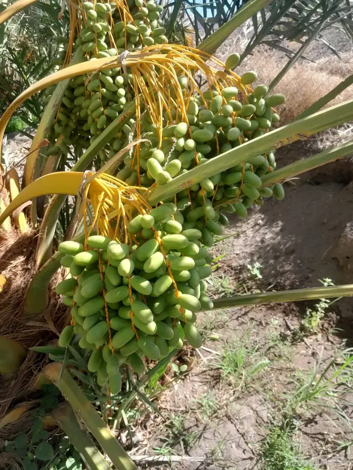 صيف مزرعة لبيع 10