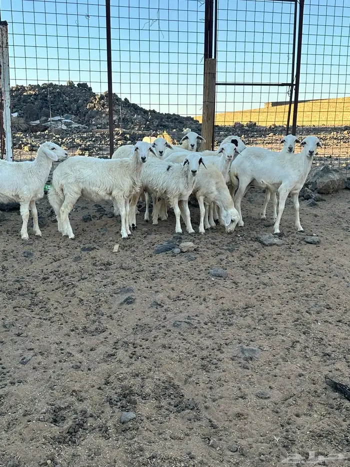 رخال ضحايا للببيع 2