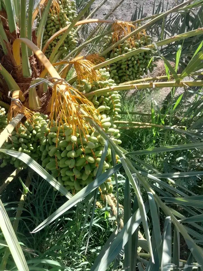 صيف مزرعة لبيع 14