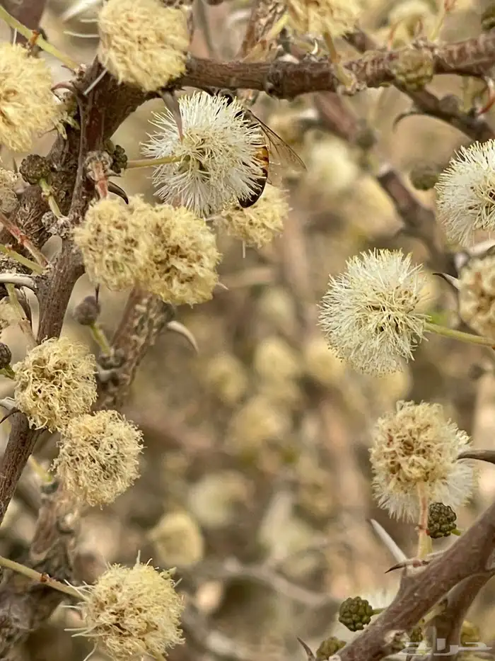 عسل سمرة و عسل طلح جميعها بذمتي ليوم الدين 2