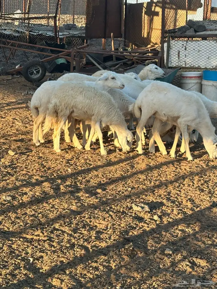 رخال ضحايا للببيع 1