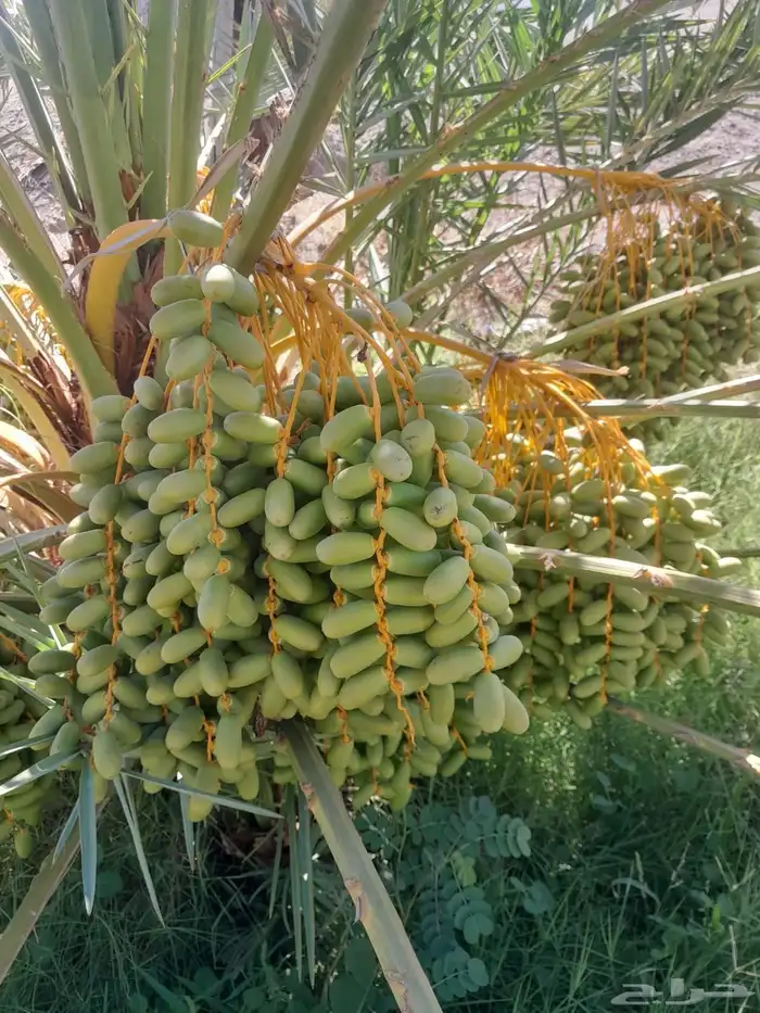 صيف مزرعة لبيع 12