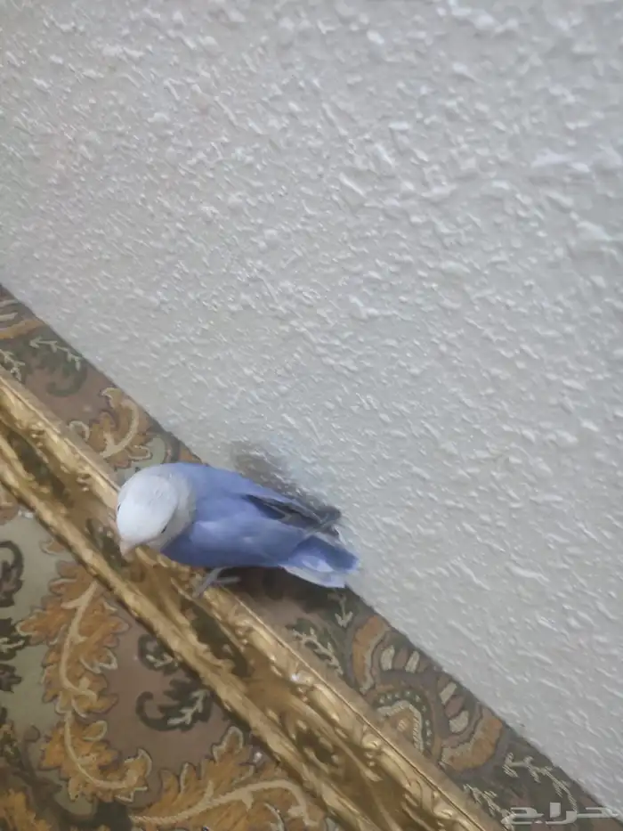 للبيع طير روز أليف(تم البيع ) 1