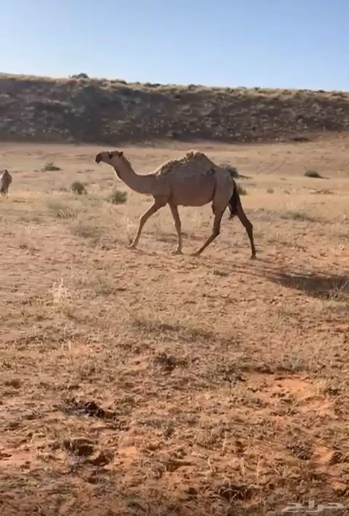 بكره باتليه للبيع 0