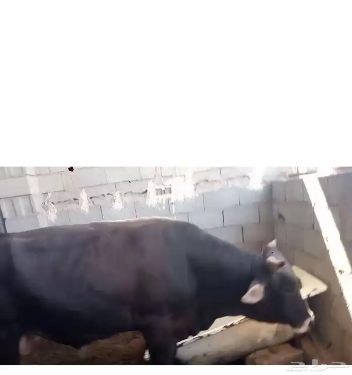 ثور الماني عمره سنتين ونص سمين مولود عتدي 1