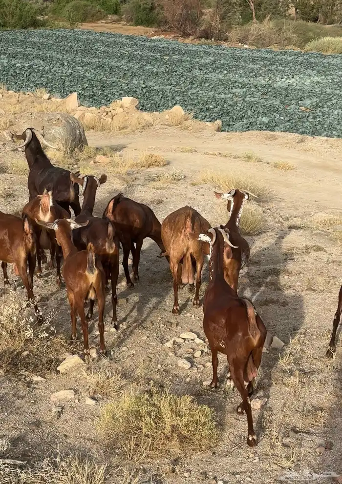 معزاء دهم فواخر مراح واحد ( تم البيع ) 0