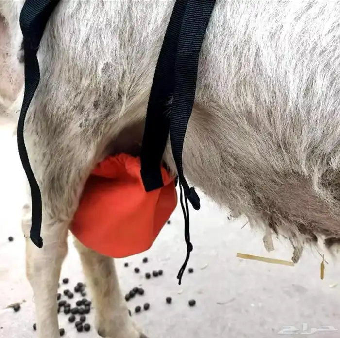 شمالة ماعز و اغنام 2